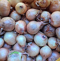 Цибуля саджанка Ліра/Єллоу Мун шалот (22-48мм) 0,5 кг