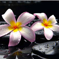 Фотообои № 63 Prestige