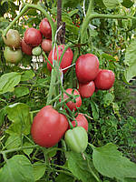 Насіння томату Сіндбад F1 10 шт