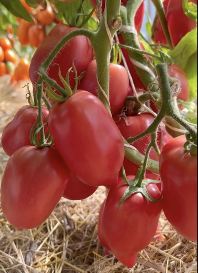 Насіння томату Сулейман F1 10 шт, фото 1