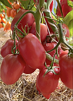 Насіння томату Сулейман F1 10 шт