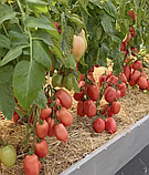 Насіння томату Сулейман F1 10 шт, фото 2