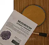 Трамета різнобарвна (екстракт), фото 3