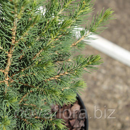 Ялина канадська 'Коніка / Conica' 3л 20см, фото 2
