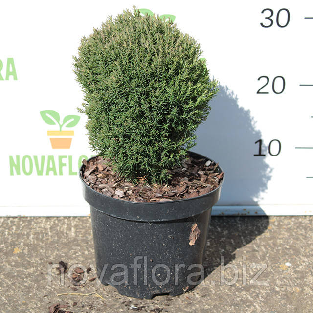 Туя західна 'Тедді / Teddy' 3л 20-25см