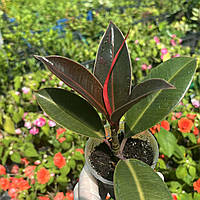 Фікус Еластіка вкорінений живець Ficus Elastica