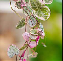 Церопегія Вуда варієгатна Ceropegia woodii f. variegata
