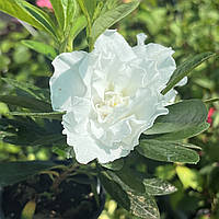 Азалія крупноквіткова біла кімнатна рослина Azalea