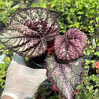 Бегонія Жіноча зброя Begonia