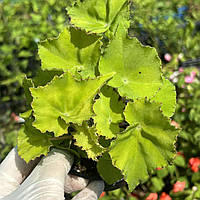 Бегонія Ліма Лав салатова кімнатні рослини в горщиках Begonia Rex. Beleaf Lima Love