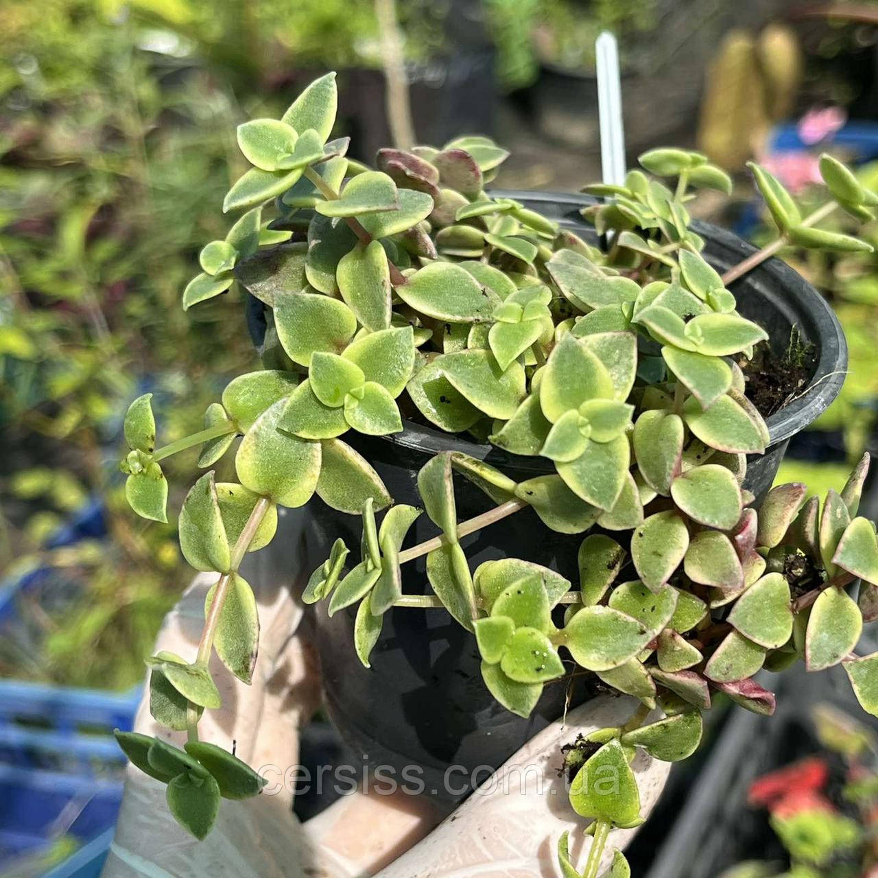 Красула Пеллюцида варієгатна Crassula pellucida, фото 1