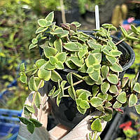 Красула Пеллюцида варієгатна Crassula pellucida