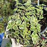 Красула Пеллюцида варієгатна Crassula pellucida, фото 3