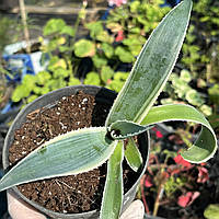 Агава варієгатна в горщику Agave Variegata