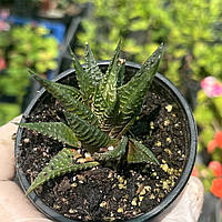 Хавортія ліміфолія Haworthia limifolia