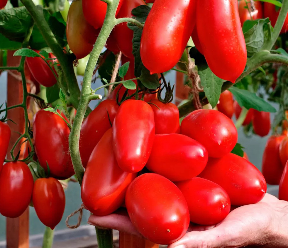 Насіння томату Агафья F1 10 шт, фото 1