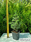 Саджанці Ялини Енгельмана (Picea engelmannii) Р9, фото 2