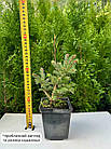 Саджанці Ялини звичайної Нідіформіс (Picea abies Nidiformis) Р9, фото 2