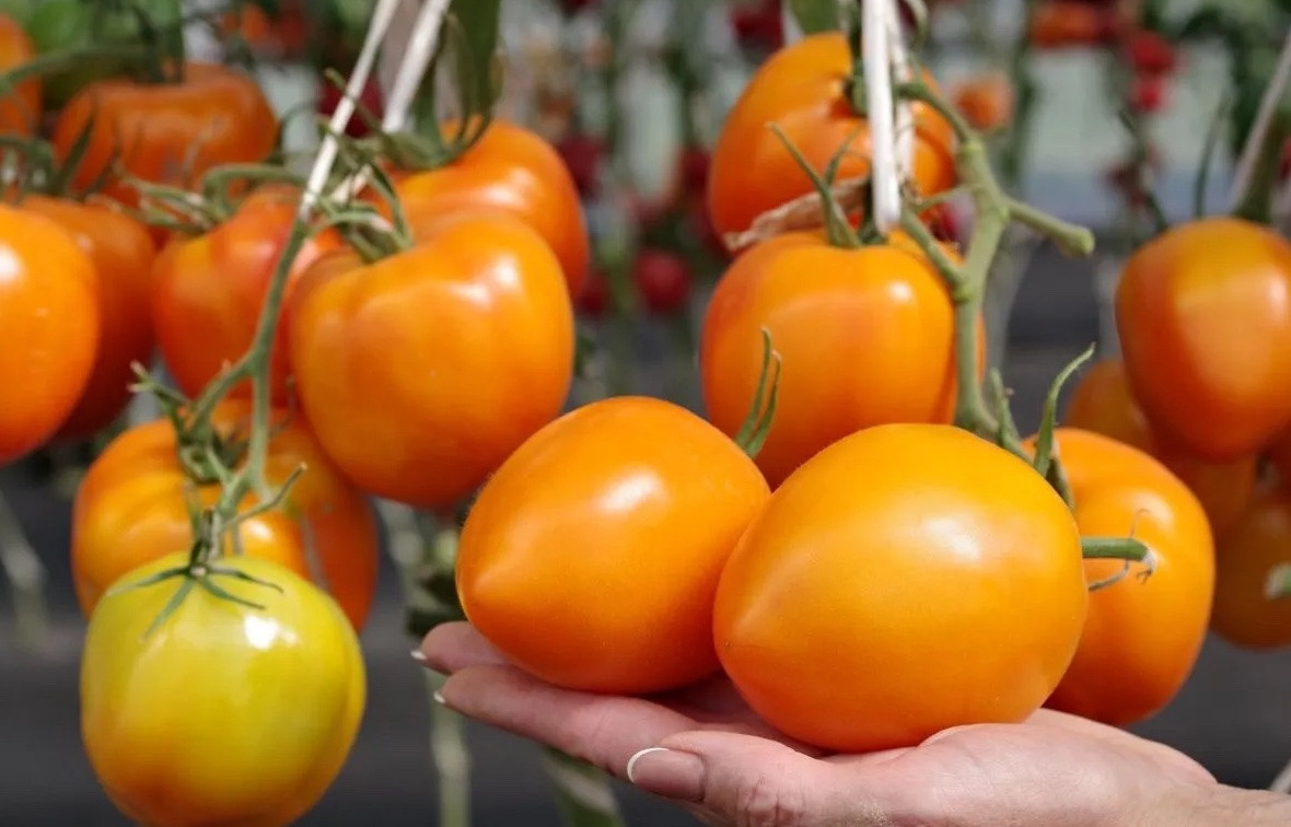 Насіння томату Мальта F1 5 шт, фото 1