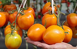 Насіння томату Мальта F1 5 шт