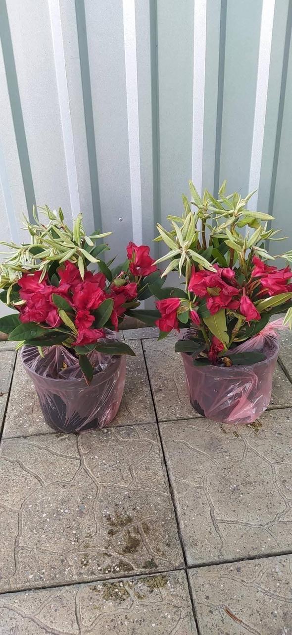 Рододендрон "Baden-Baden" садові багаторічні рослини, фото 1