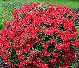 Рододендрон "Baden-Baden" садові багаторічні рослини, фото 2