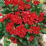 Рододендрон "Baden-Baden" садові багаторічні рослини, фото 3