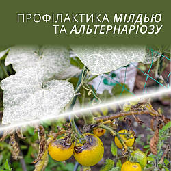 Грибкові хвороби кінця літа: профілактика мілдью на винограді та альтернаріозу томатів
