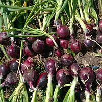 Цибуля Таннат F1 | Tannat F1 Enza zaden 250 000 шт