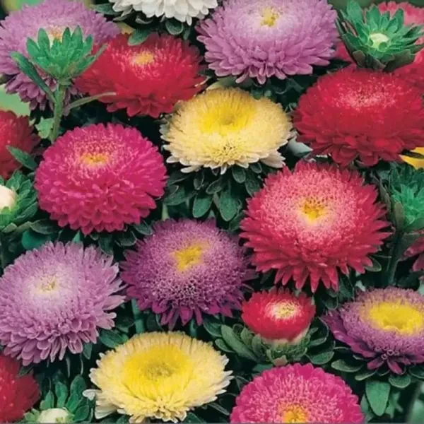Квіти Айстра китайська помпонна великоквіткова Болеро суміш 5 г, Професійне насіння