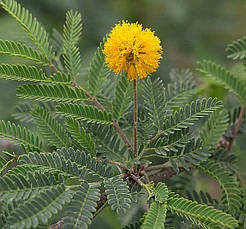Акація Фарнеза 1 річна, Акація Фарнеза, Acacia farnesianа, фото 3