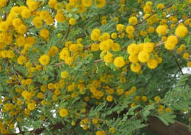 Акація Фарнеза 1 річна, Акація Фарнеза, Acacia farnesianа, фото 4