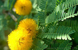 Акація Фарнеза 1 річна, Акація Фарнеза, Acacia farnesianа, фото 6