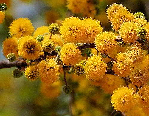 Акація Фарнеза 1 річна, Акація Фарнеза, Acacia farnesianа, фото 1
