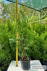 Саджанці Туї західної Колумна, 3-х річна (Thuja occidentalis Columna) С1.5, фото 2