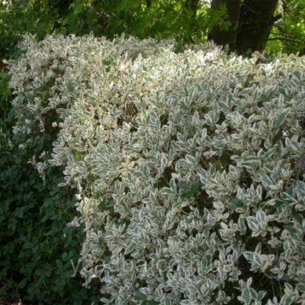 Бірючина овальнолиста Albovariegatum (горщик 0,5л), фото 1