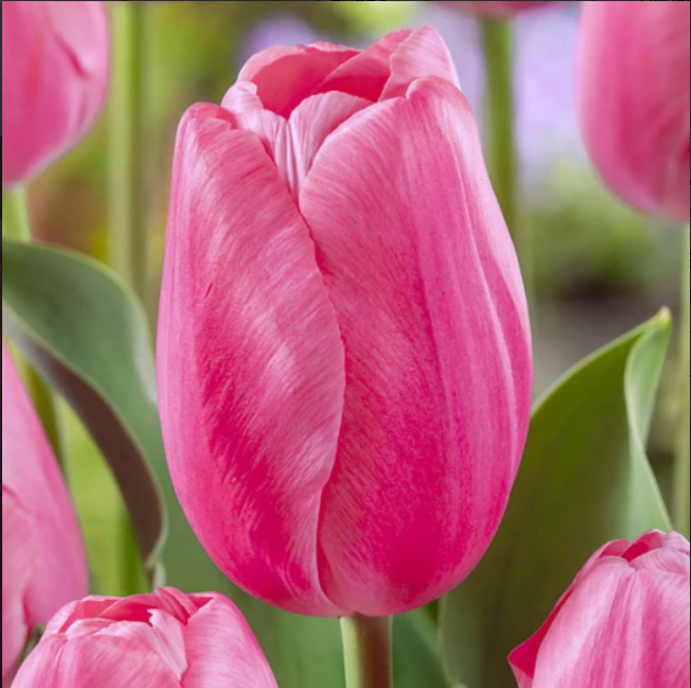 Тюльпан Carola тріумф цибулина (1 шт.)