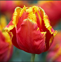 Тюльпан Bright Parrot (папуговий) цибулина (1 шт.)