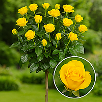 Троянда на штамбі  «Керіо»