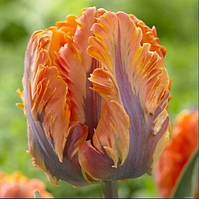 Тюльпан Irene Parrot (папуговий) цибулина (1 шт.)