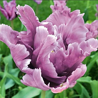 Тюльпан James Last (папуговий) цибулина (1 шт.)