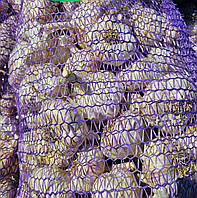 Часник Любаша (зубковий)