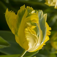 Тюльпан Jan van Nes Parrot (папуговий) цибулина (1 шт.)