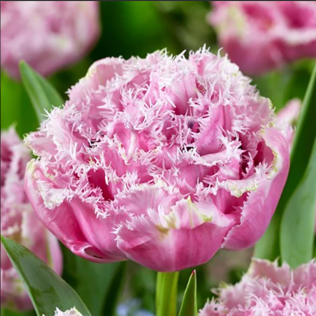 Тюльпан Cairns (махровий+оторочений) цибулина (1 шт.)