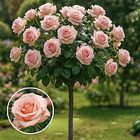 Троянда на штамбі  "Нобіліс"  (Nobilis)