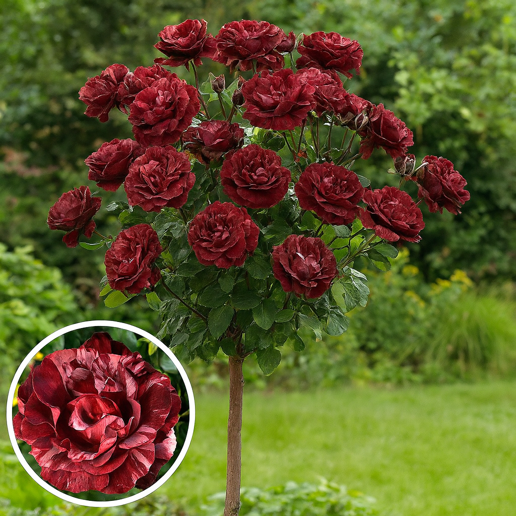 Троянда на штамбі "Брауні"