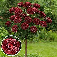 Троянда на штамбі "Брауні"