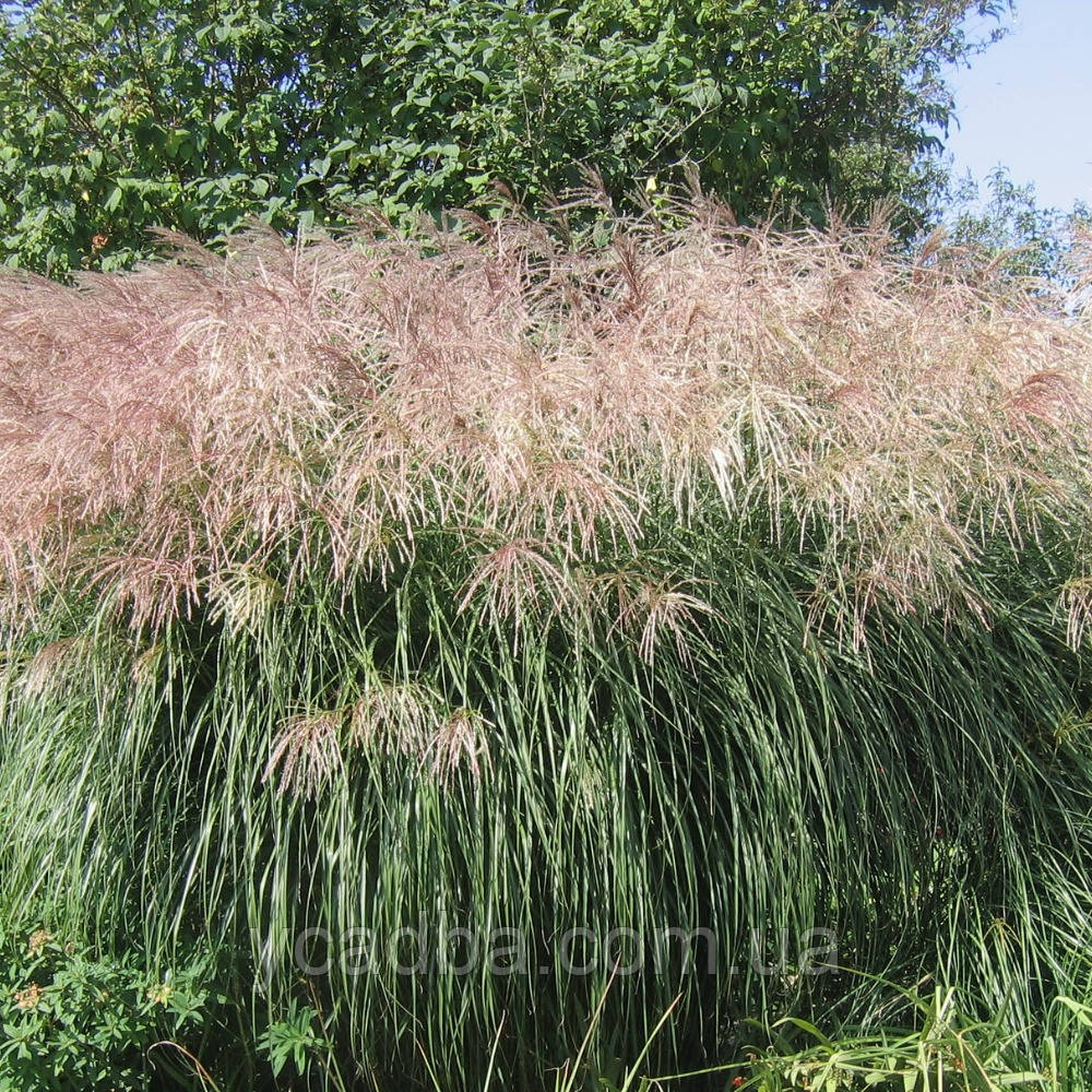 Міскантус китайський Грацієлла (горщик 0,5л), фото 1