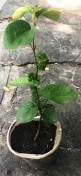 Айва звичайна. У контейнерах 0.5 л., фото 1