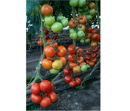 Насіння томату Зульфія 73-610 F1 (Zulfia F1) Rijk Zwaan 100, фото 2